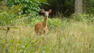 Deer hissing [upl. by Marigold]