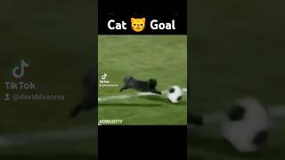 funny catkick footbalfree funny goals goldgoldgold [upl. by Aldis756]