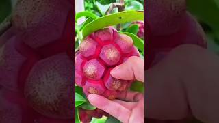 Kadsura coccinea is an evergreen fruits 😲🤑fruitcutting fruits shorts [upl. by Wolf289]