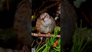 Dunnock singing Jernspurv sang Heckenbraunelle gesang Heggenmus geluid Järnsparv shorts عصفور الشوك [upl. by Jobyna918]