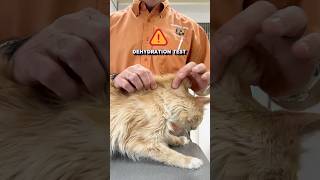 ⛺️Cat Dehydration Skin Tent Test cathealth petcare catowner pethealth catcare catlovers [upl. by Abihsot]