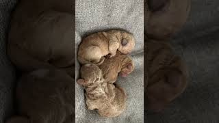 Sleeping Cavapoochon Puppies 3 Days Old 🐶💕💕💙 [upl. by Ayikin253]