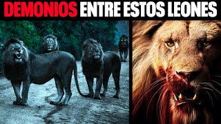 Los Leones Más Peligrosos Del Mundo Mapogos Majingilanes Y Selatis [upl. by Divadnahtanoj]