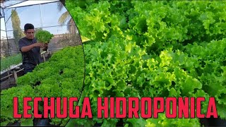 Lechuga hidroponica en diferentes etapas [upl. by Debbie]