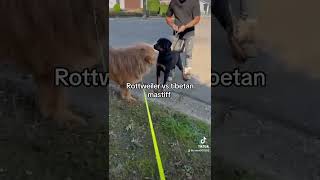 90kg tibetan mastiff VS rottweiler ☠️😱rottweiler dog subscribe follow support shortsyoutube [upl. by Oriaj]