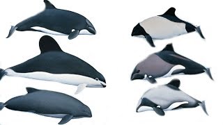 All Porpoises Species  Species List [upl. by Boycey]