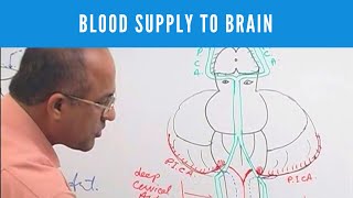 Blood Supply to Brain  Circle of Willis  Neuroanatomy [upl. by Reni]