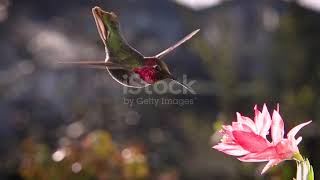 Colibrì che succhia il nettare dai fiori 🌸😍 [upl. by Taddeo]