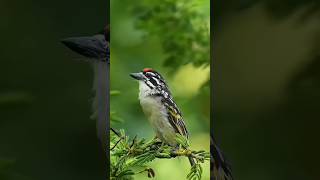 THE REDFRONTED TINKERBIRD Pogoniulus pusillus [upl. by Tullusus]