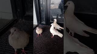 Very friendly doves 🕊 cute animals dove [upl. by Valda394]