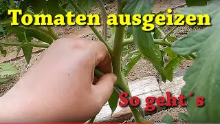 Tomaten ausgeizen  so geht´s 🍅🍅🍅 Geiztriebe an Tomaten erkennen und entfernen 🍅🍅🍅 [upl. by Hnahk]