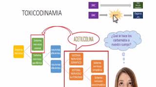 Toxicología de los carbamatos UNSAAC [upl. by Ahseinad294]