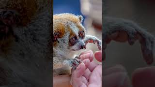 The Slow Loris Is Too Cute For Its Own Good shorts [upl. by Barna]