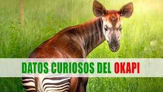 Okapi Okapia johnstoni  Datos curiosos de animales [upl. by Amery525]