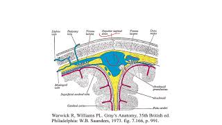 cerebrospinal fluid [upl. by Annahs474]