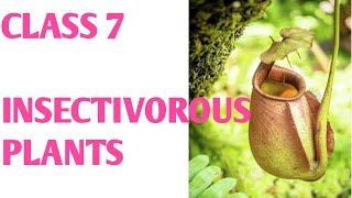 Insectivorous plants class 7 in hindi  Insectivorous plants eating insects pitcher plant [upl. by Anilave]