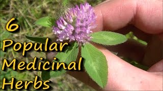 6 Popular Medicinal Plants amp Herbs [upl. by Dave]