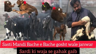 goat bakra mandi  shahpur kanjra  latest updates [upl. by Geilich]