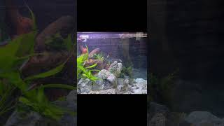 Makarska beach AquascapingFull video coming soon aquarium guppyfishtank fish guppyfishtanksetup [upl. by Piper]