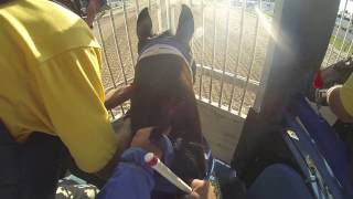 Trey Ellis trained horse jockey cam [upl. by Theresa]