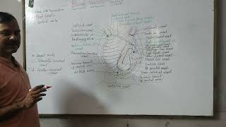 Blood vascular system of Herdmania [upl. by Orling]