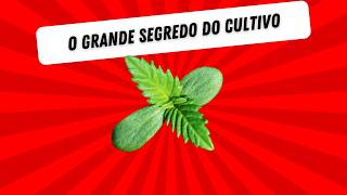 O grande segredo do cultivo [upl. by Ennobe]