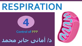 Control Of Oxidative Pentose Phosphate PPP role of glutathione and NADPH د أمانى جابر محمد [upl. by Sancho23]