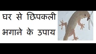 घर से छिपकली भगाने के घरेलू उपाय  How To Get Rid Of Lizards  Chipkali Ko Bhagane Ka Tarika [upl. by Asek707]