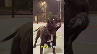 Cane Corso Vs Kangaroo  Who will Win 😎 [upl. by Ehtnax]