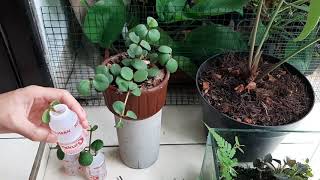 Perbanyak Peperomia Hope  Cutting  Propagation [upl. by Imef]