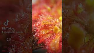 drosera spatulata plant plants sundew drosera green carnivorousplants timelapse [upl. by Odlavu]