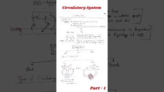 Circulatory System  Circulatory system in human body animalphysiology circulatorysystem [upl. by Epuladaug]