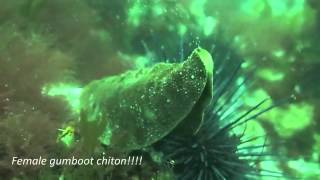 Gumboot Chitons Spawning 20120520 [upl. by Hsitirb]