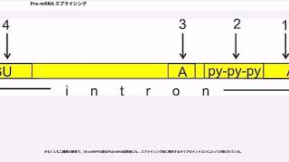 PremRNA スプライシング [upl. by September348]