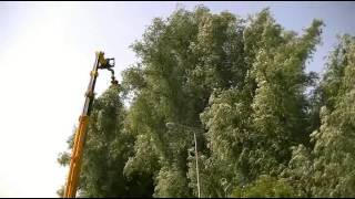 Tree care with a rotating telescoping forklift and felling grapple GMT 035 [upl. by Lucilia844]