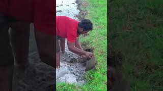 Agriculture Vivasayam tamilreelstrending [upl. by Atal]