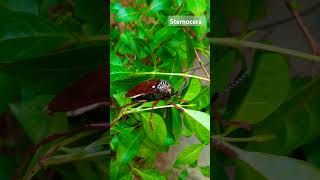 Sternocera isgenus of jewel beetles belongs to julodinae subfamily Rare famous insecta frm past year [upl. by Araeit]