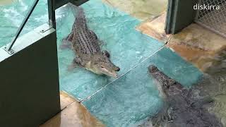 Robert Irwin Stops Two Angry Crocodiles From Fighting  Australia Zoo [upl. by Lithea]