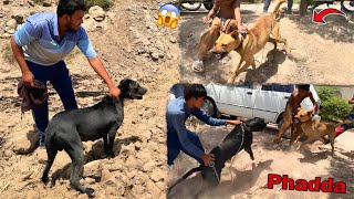 Bully Dog Max Sy Gultair Dog Ka Phadda Hogya😱 [upl. by Lokim]