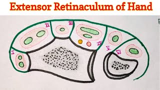 Extensor Retinaculum of Hand [upl. by Derte65]