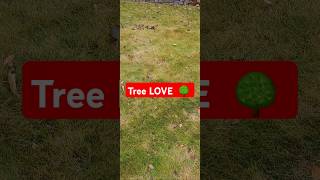 Tree Love ❤️ Owners let this Trees do whatever they want👍 [upl. by Forras]