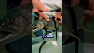 Las lampreas peces animalesmarinos animales youtubeshorts [upl. by Calypso]