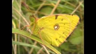 Clouded Yellow Butterflies Colias croceus [upl. by Otrevire]