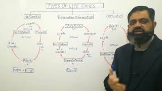 Types of life cycles UrduHindi medium profmasoodfuzail  Haplontic life cycle  Diplontic [upl. by Solomon]