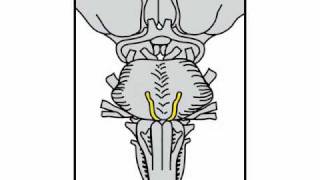 Neurologic Exam Cranial Nerves Anatomy  Cranial Nerve 6 [upl. by Heimer]