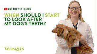 Ask The Vet Series 14  When Should I Start To Look After My Dogs Teeth [upl. by Yatnoj]