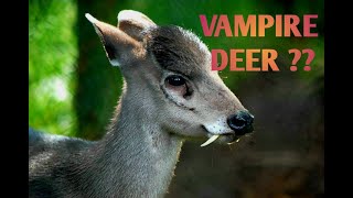 Vampire Deer Facts  Tufted Deer  Deer With Fangs  Tame And Wild [upl. by Eellek]