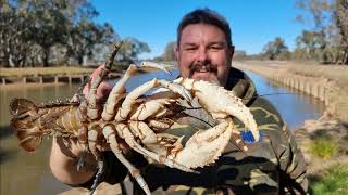 I hit the freshwater crayfish jackpot [upl. by Lehpar]