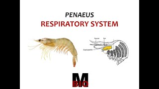 PENAEUS RESPIRATORY SYSTEM [upl. by Moreno]