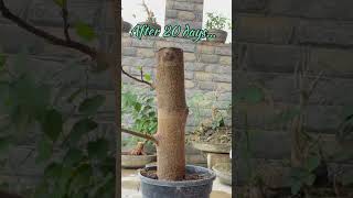 Ficus racemosa cutting propagation bonsai [upl. by Biddle]